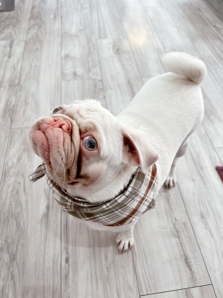 Plaid Pawfect Flannel Dog Scarf