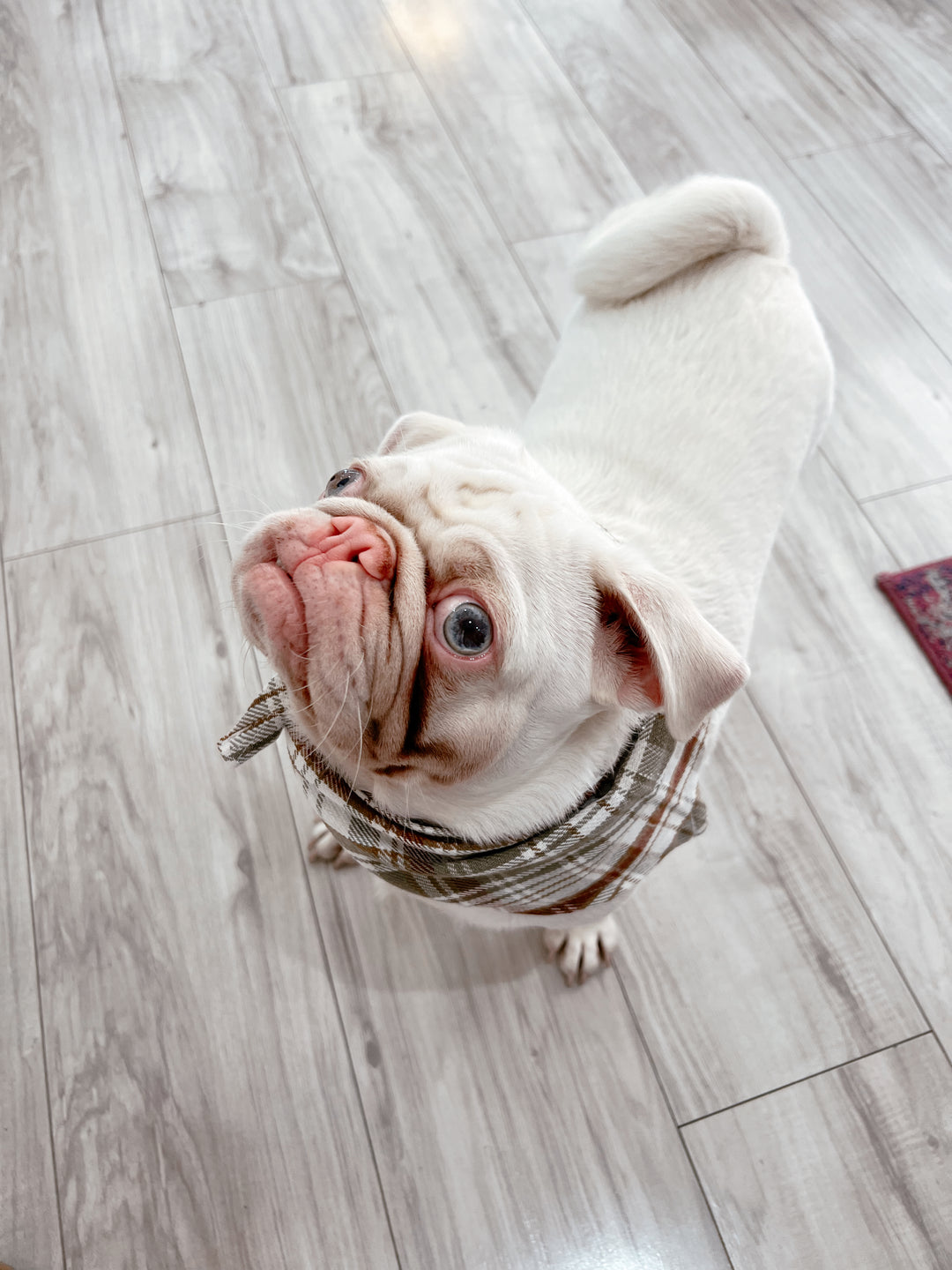 Plaid Pawfect Flannel Dog Scarf