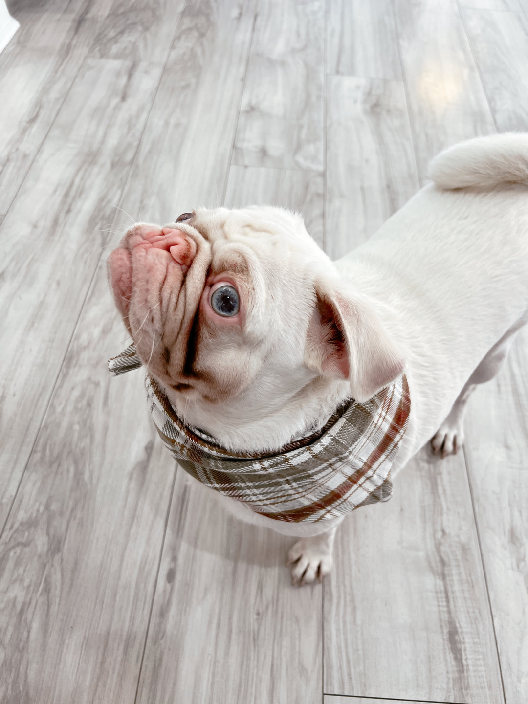 Plaid Pawfect Flannel Dog Scarf