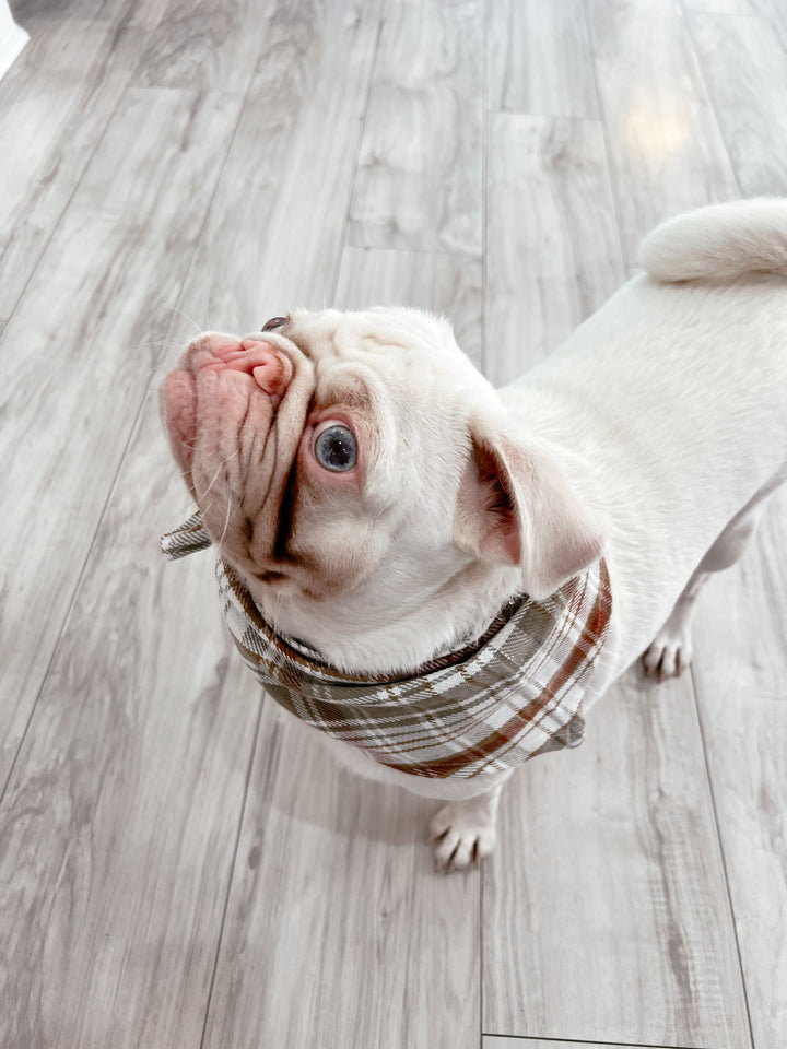 Plaid Pawfect Flannel Dog Scarf